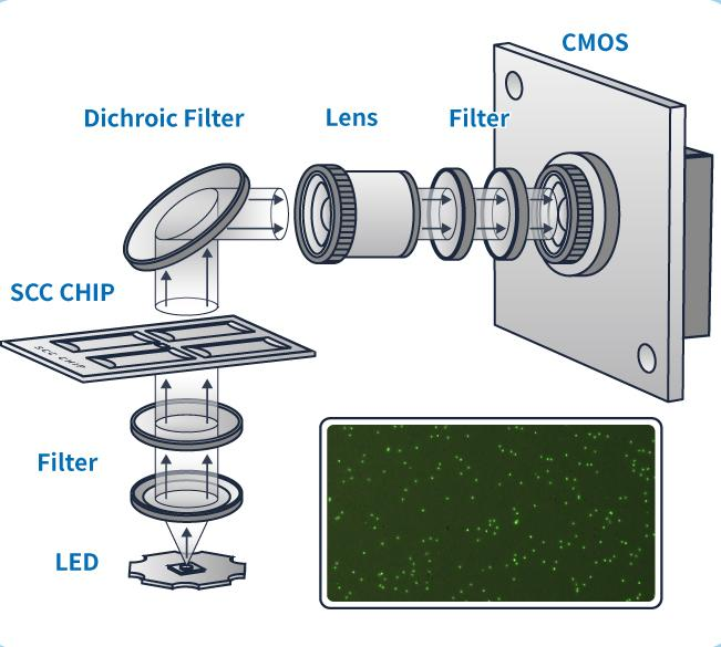 CytoVue SCC 荧光染色显微成像检测原理图
